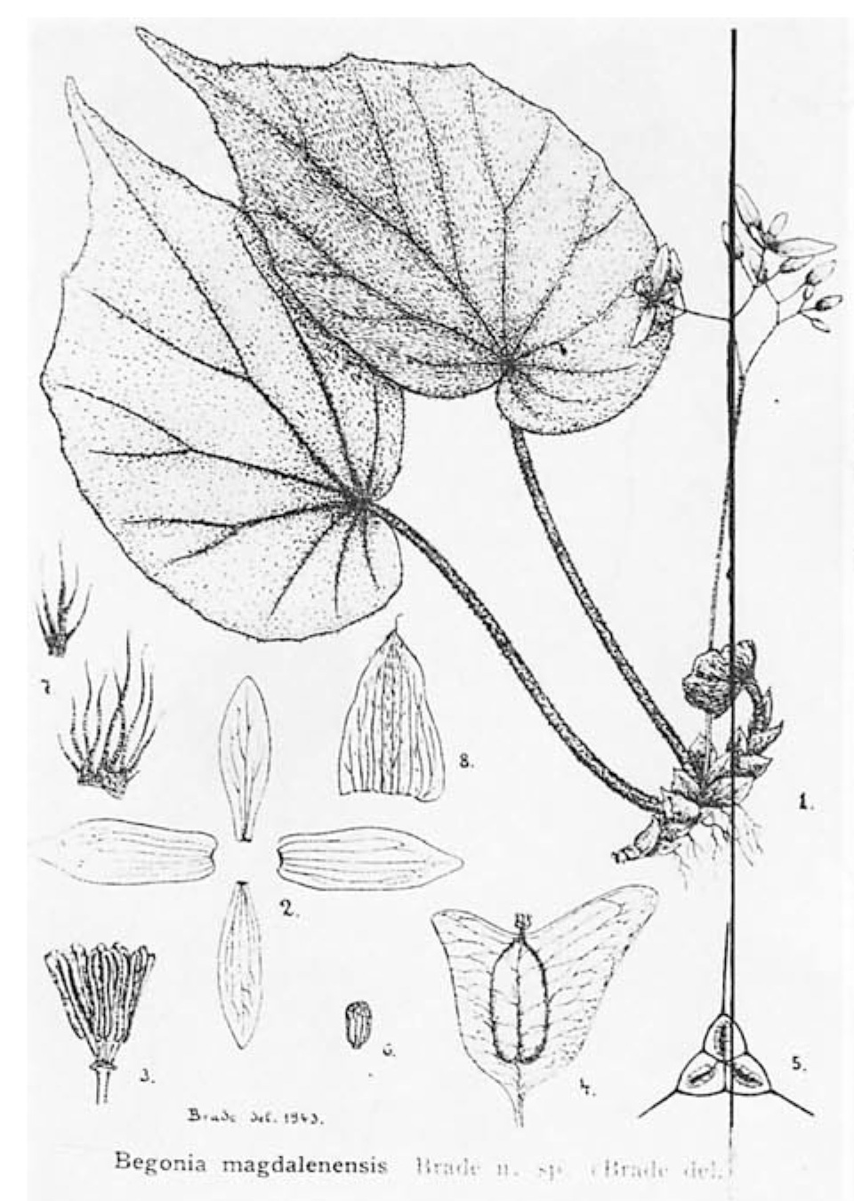 B. magdalenensis